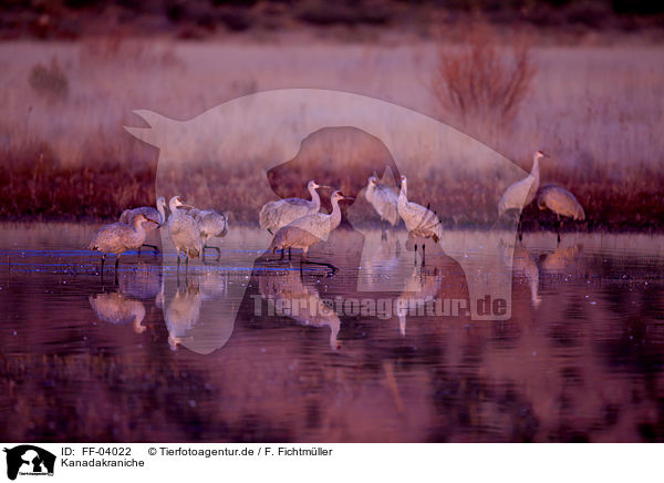 Kanadakraniche / sandhill cranes / FF-04022