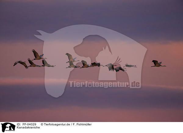 Kanadakraniche / sandhill cranes / FF-04029