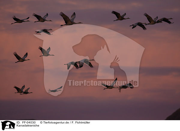Kanadakraniche / sandhill cranes / FF-04030