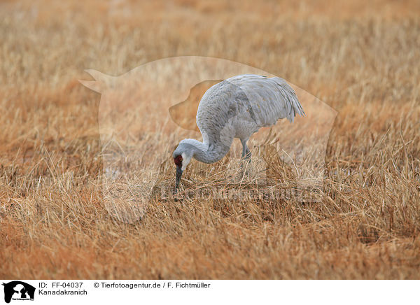 Kanadakranich / sandhill crane / FF-04037