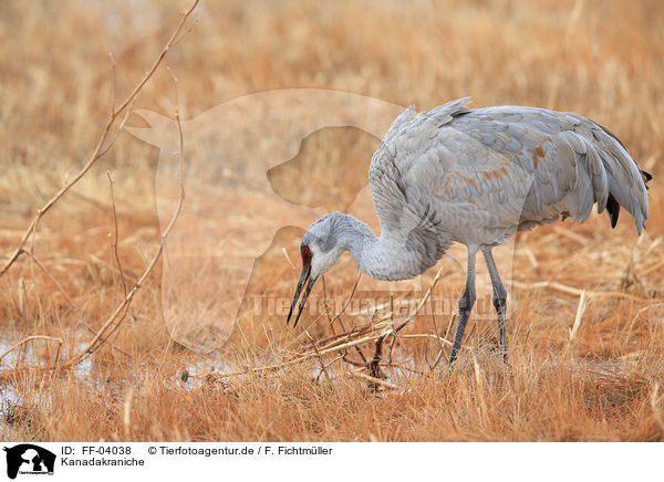 Kanadakraniche / sandhill cranes / FF-04038
