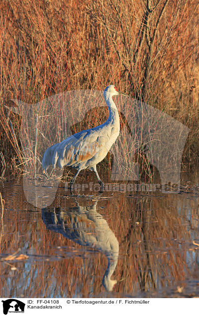 Kanadakranich / sandhill crane / FF-04108