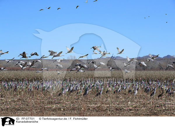 Kanadakraniche / sandhill cranes / FF-07701