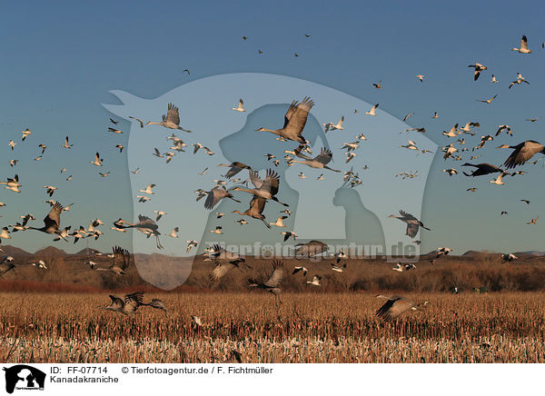 Kanadakraniche / sandhill cranes / FF-07714