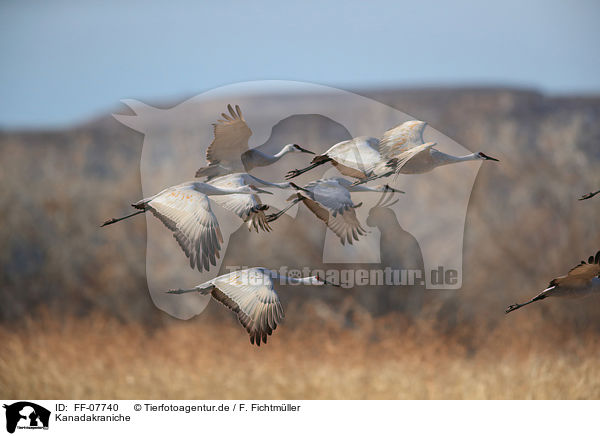 Kanadakraniche / sandhill cranes / FF-07740