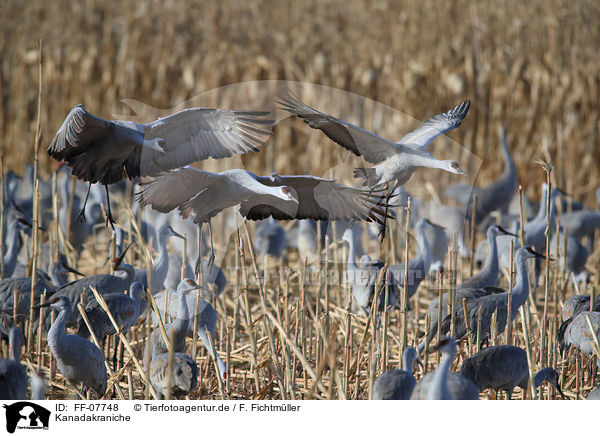 Kanadakraniche / sandhill cranes / FF-07748