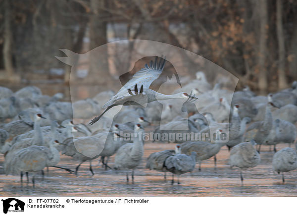 Kanadakraniche / sandhill cranes / FF-07782