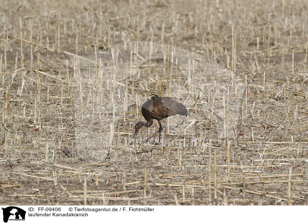 laufender Kanadakranich / walking Sandhill Crane / FF-09406