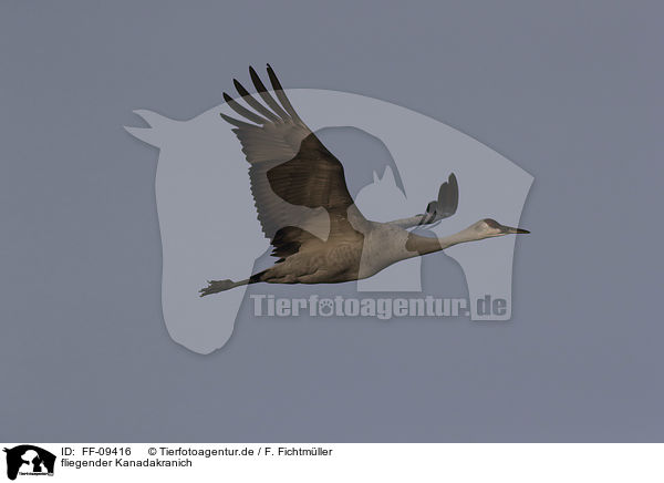 fliegender Kanadakranich / flying Sandhill Crane / FF-09416