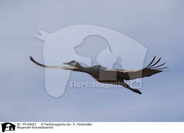 fliegender Kanadakranich / flying Sandhill Crane / FF-09421