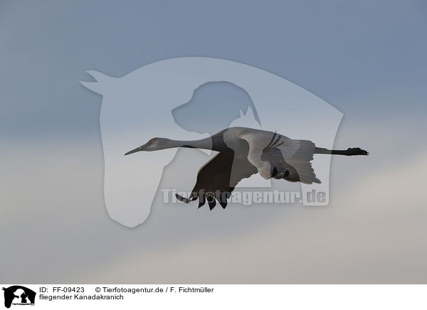 fliegender Kanadakranich / flying Sandhill Crane / FF-09423