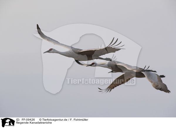 fliegende Kanadakraniche / flying Sandhill Cranes / FF-09426