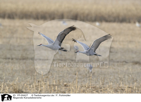 fliegende Kanadakraniche / flying Sandhill Cranes / FF-09427