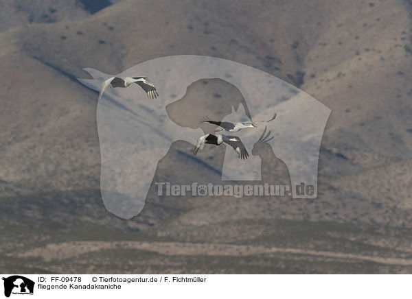 fliegende Kanadakraniche / flying Sandhill Cranes / FF-09478