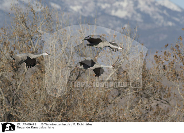 fliegende Kanadakraniche / flying Sandhill Cranes / FF-09479