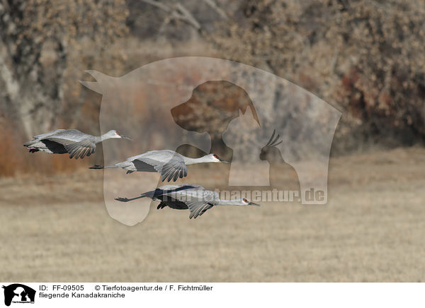 fliegende Kanadakraniche / flying Sandhill Cranes / FF-09505
