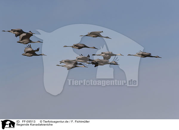 fliegende Kanadakraniche / flying Sandhill Cranes / FF-09513