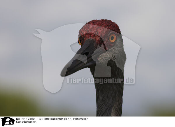 Kanadakranich / sandhill crane / FF-12859