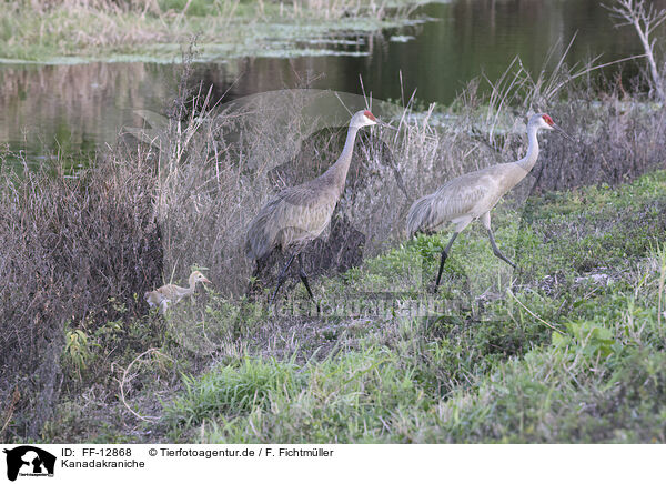 Kanadakraniche / sandhill cranes / FF-12868