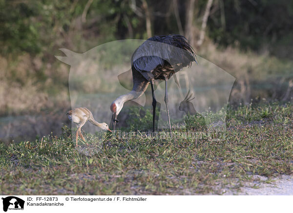 Kanadakraniche / sandhill cranes / FF-12873