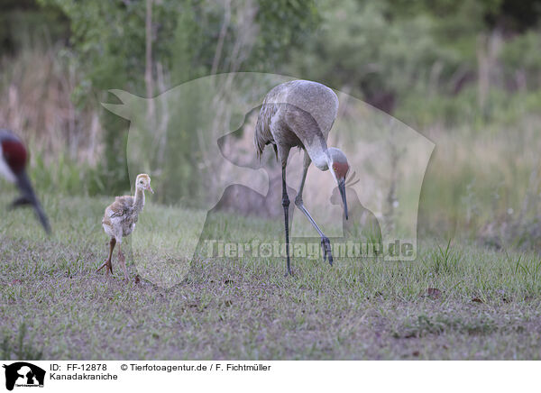 Kanadakraniche / sandhill cranes / FF-12878