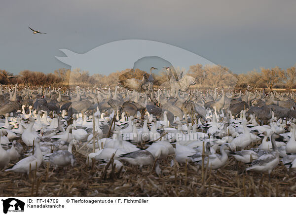 Kanadakraniche / sandhill cranes / FF-14709