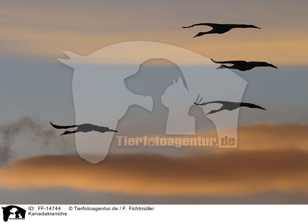 Kanadakraniche / sandhill cranes / FF-14744
