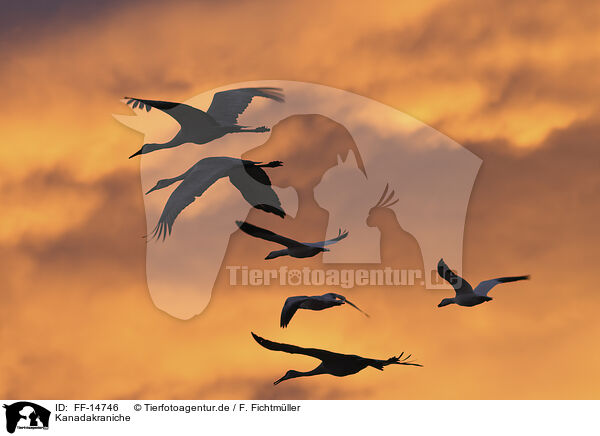 Kanadakraniche / sandhill cranes / FF-14746