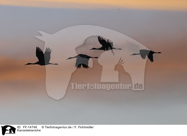 Kanadakraniche / sandhill cranes / FF-14748