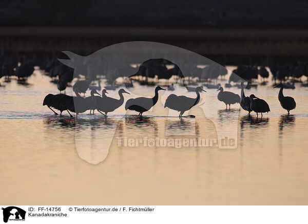 Kanadakraniche / sandhill cranes / FF-14756