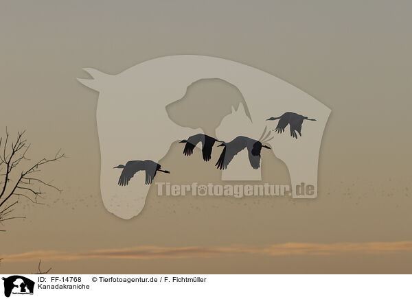Kanadakraniche / sandhill cranes / FF-14768