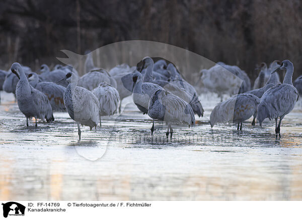 Kanadakraniche / sandhill cranes / FF-14769