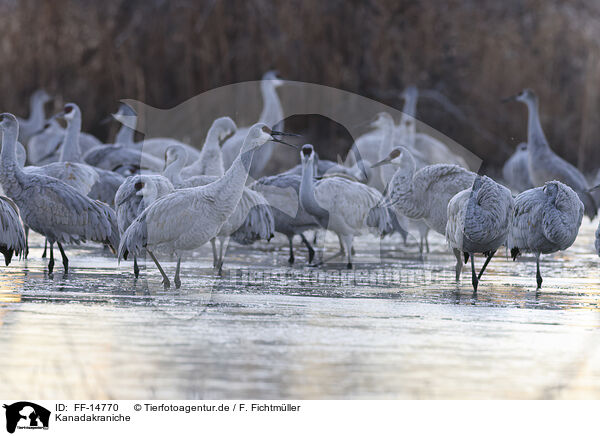 Kanadakraniche / sandhill cranes / FF-14770