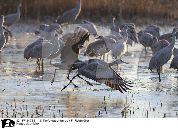 Kanadakraniche / sandhill cranes / FF-14781