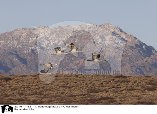 Kanadakraniche / sandhill cranes / FF-14782