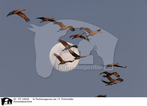 Kanadakraniche / sandhill cranes / FF-14835