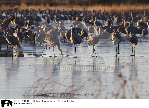 Kanadakraniche / sandhill cranes / FF-14840