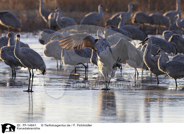 Kanadakraniche / sandhill cranes / FF-14841