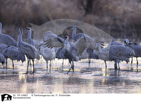 Kanadakraniche / sandhill cranes / FF-14867