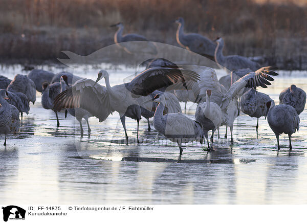 Kanadakraniche / sandhill cranes / FF-14875