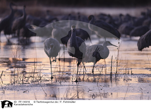 Kanadakraniche / sandhill cranes / FF-14916