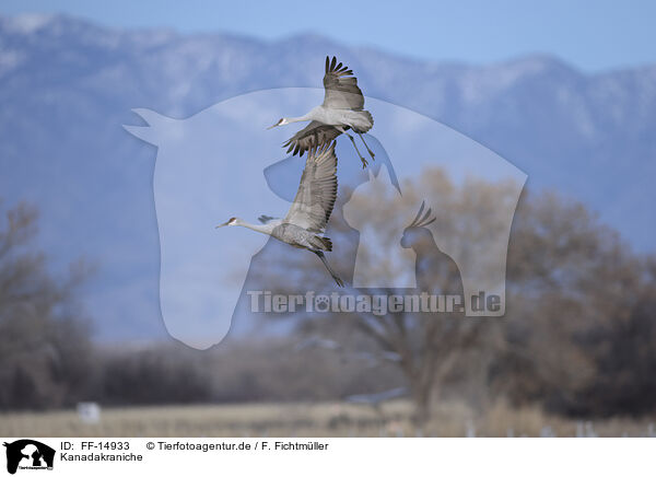 Kanadakraniche / sandhill cranes / FF-14933