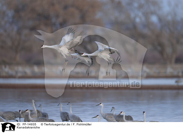 Kanadakraniche / sandhill cranes / FF-14935