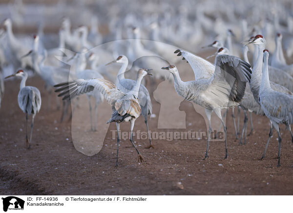 Kanadakraniche / sandhill cranes / FF-14936