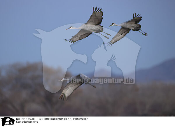 Kanadakraniche / sandhill cranes / FF-14938