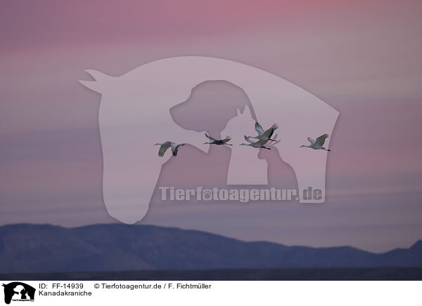 Kanadakraniche / sandhill cranes / FF-14939