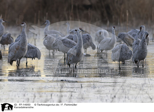 Kanadakraniche / sandhill cranes / FF-14950