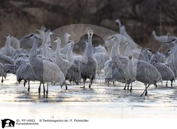 Kanadakraniche / sandhill cranes / FF-14952