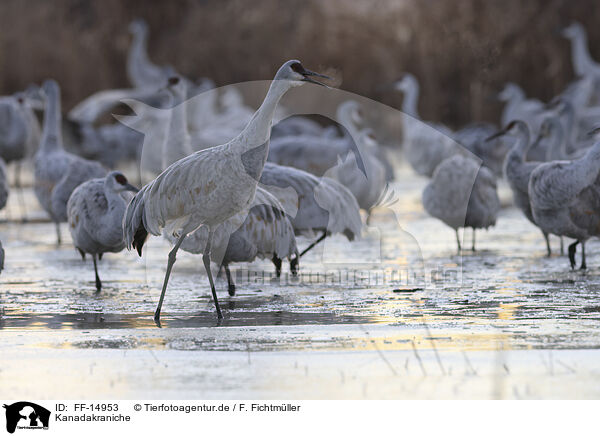 Kanadakraniche / sandhill cranes / FF-14953