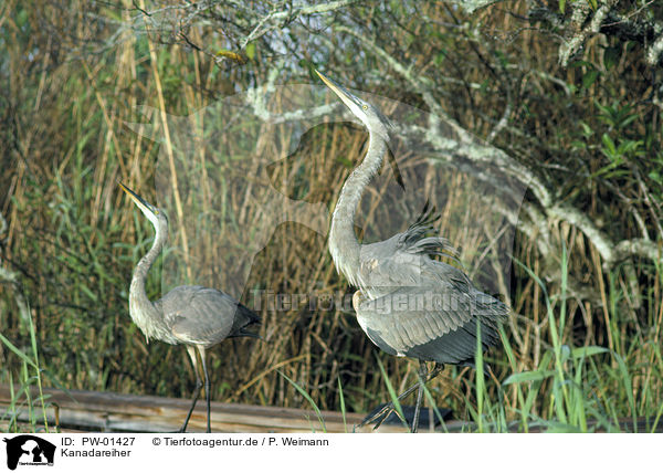 Kanadareiher / Great Blue Heron / PW-01427